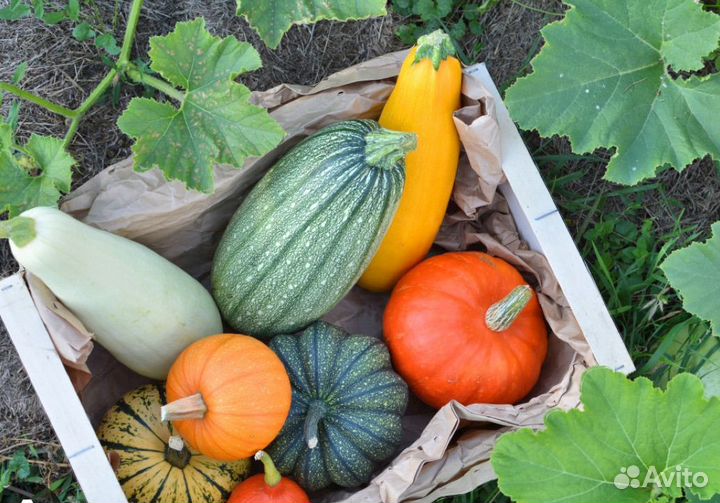 Тыква и кабачки
