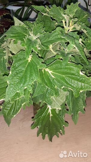 Комнатные растения