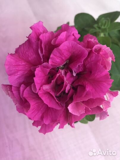 Рассада петунии