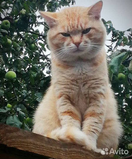Котику нужен дом