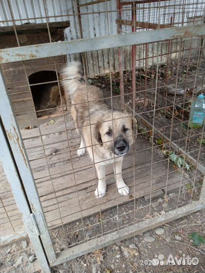 Молодая собака в добрые руки