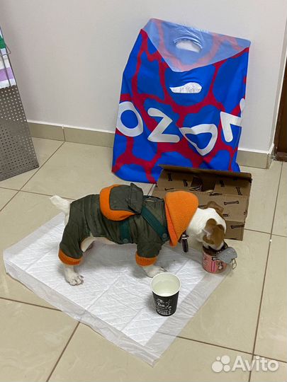 Комбинезон для собаки