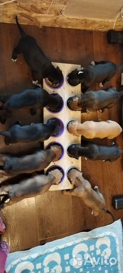 Продаются щенки американского питбуля