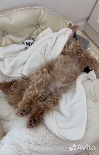 Мальтипу f1 micro mini ai collection korea+cnina