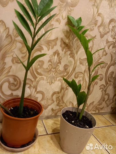 Замиокулькас