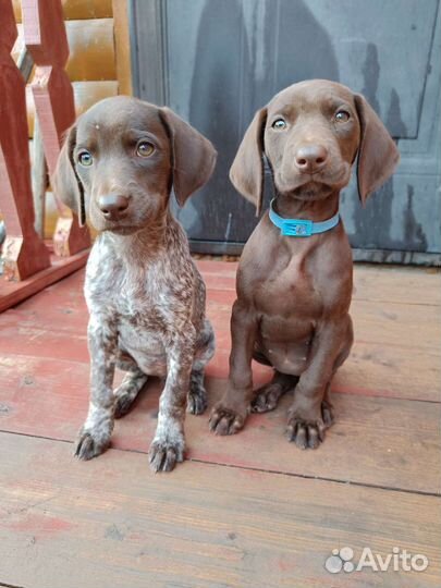 Щенки курцхаара