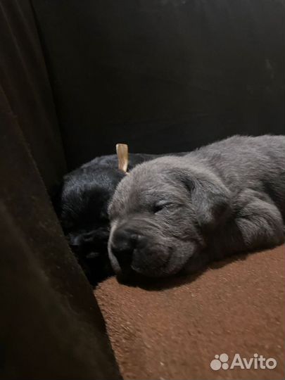 Щенки Кане корсо