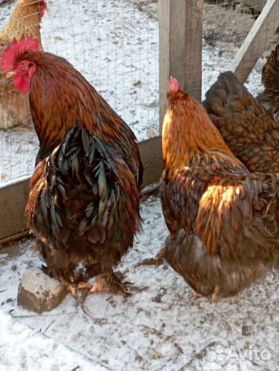 Кохинхин золотоокаймленный