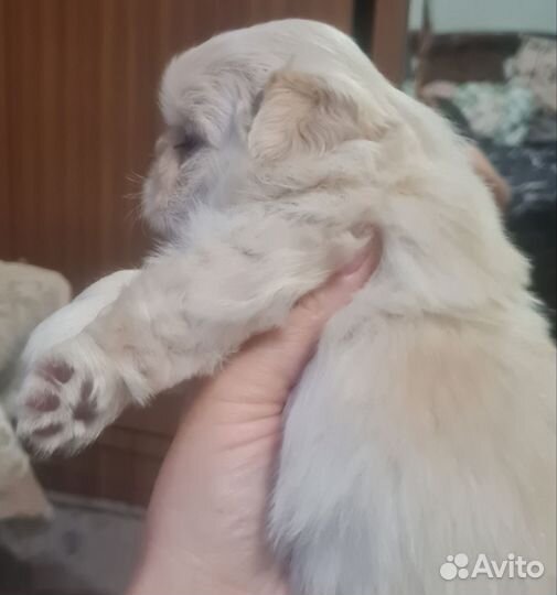 Щенки пекинеса