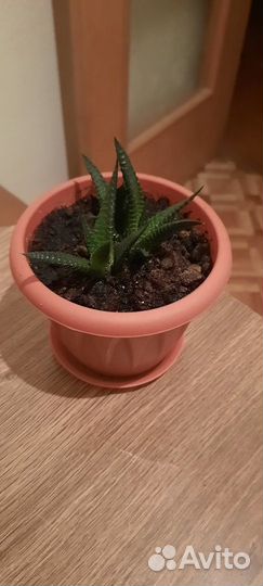 Комнатные растения цветы Хавортия