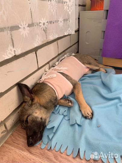 Щенок коротколапик