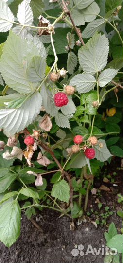Саженцы жёлтой, красной и норвежской малины