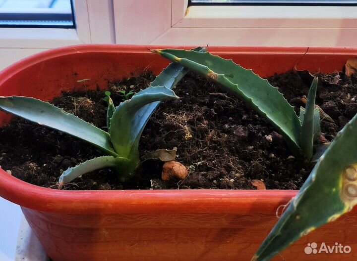 Агава голубая