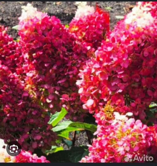 Гортензии метельчатые