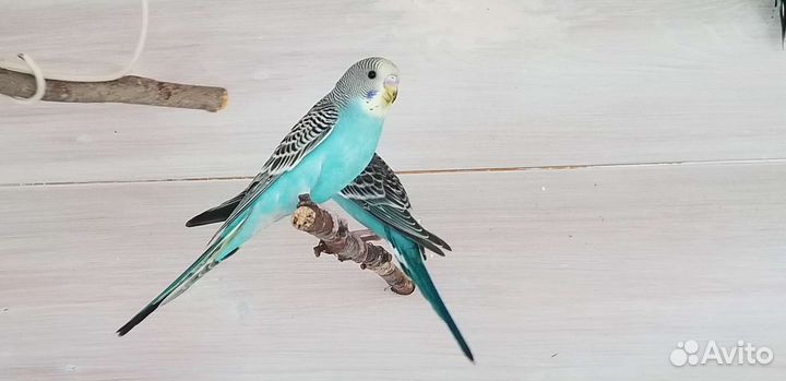 Птенцы волнистых попугаев, 1 месяц