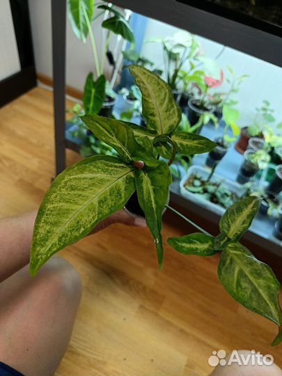 Сингониум Spear point