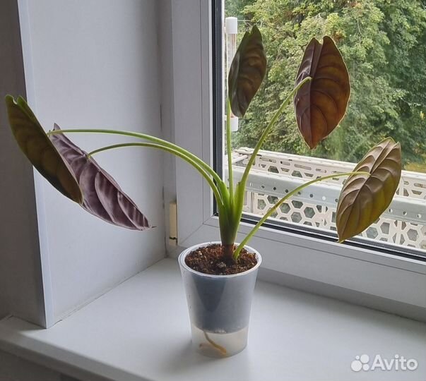 Алоказия Купрея (медная)