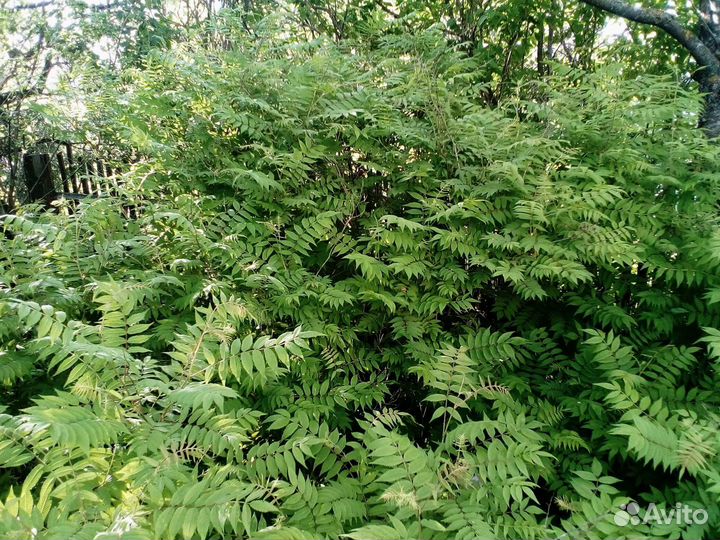 Рябинник рябинолистный