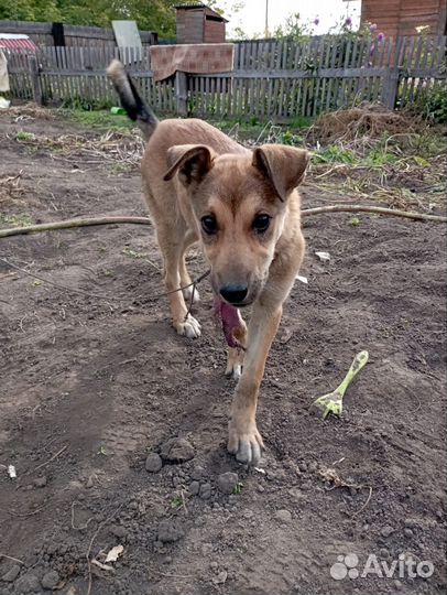 Щенок в добрые руки