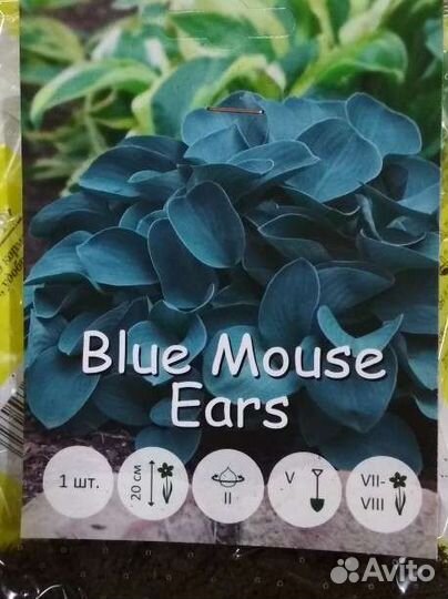 Хоста. Астильба розовая махровая