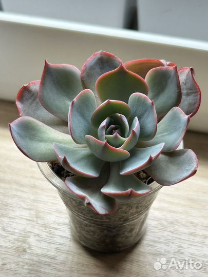 Домашние суккуленты