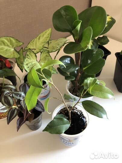 Фикус, Сингониум, Сциндапсус, Пеперомия