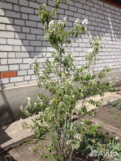 Кустарники