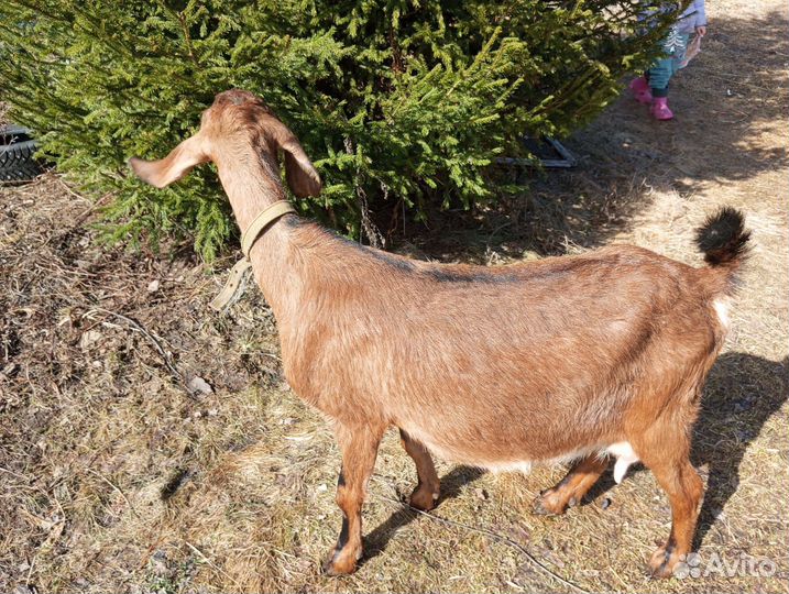 Продаются а/н козы
