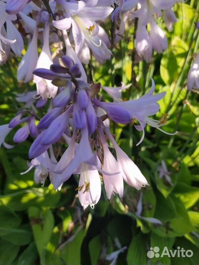 Хоста обильно цветущая