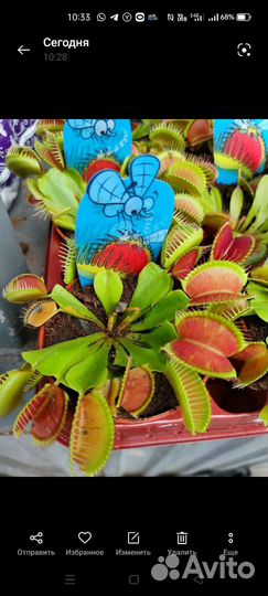 Венерина мухоловка