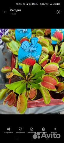 Венерина мухоловка