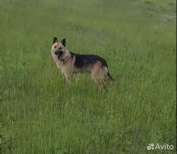 Рекс