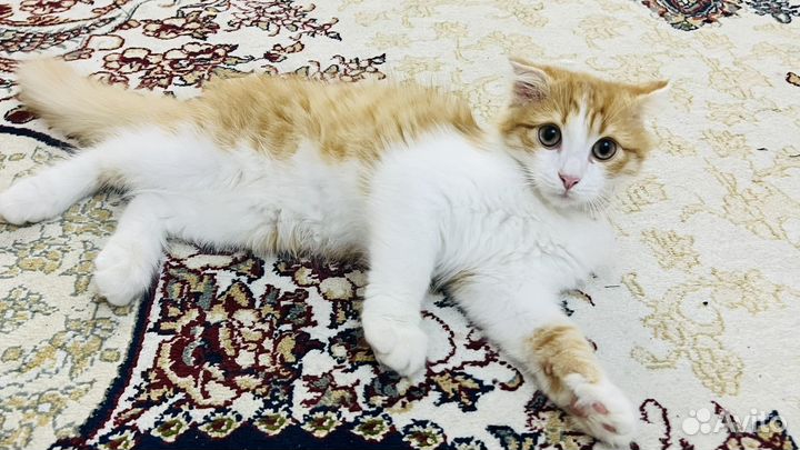 Отдам кота в добрые руки