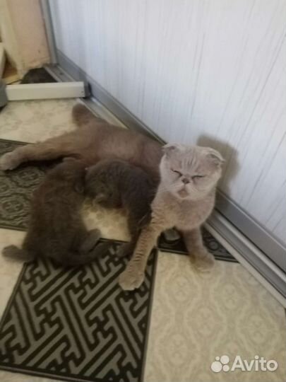 Британская