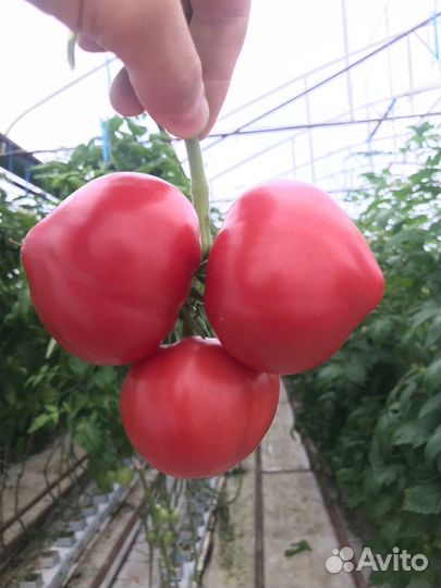 Семена розового томата Минерал