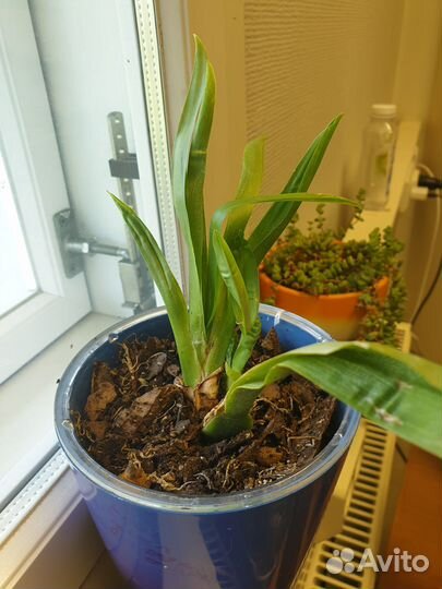 Молодая мильтония в горшке со вставкой