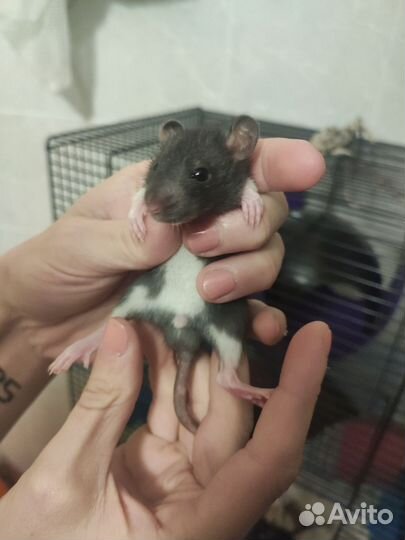 Крысята Дамбо (Манкс примесь)