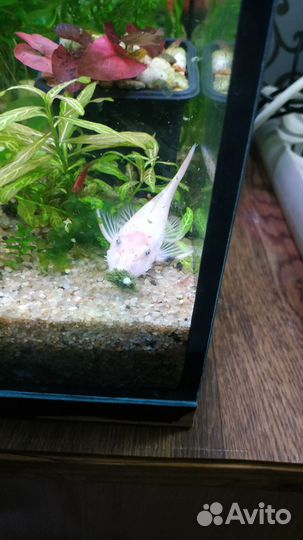 Песок белый.Анциструсы