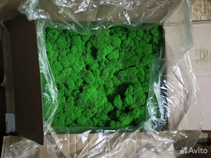 Стабилизированный мох