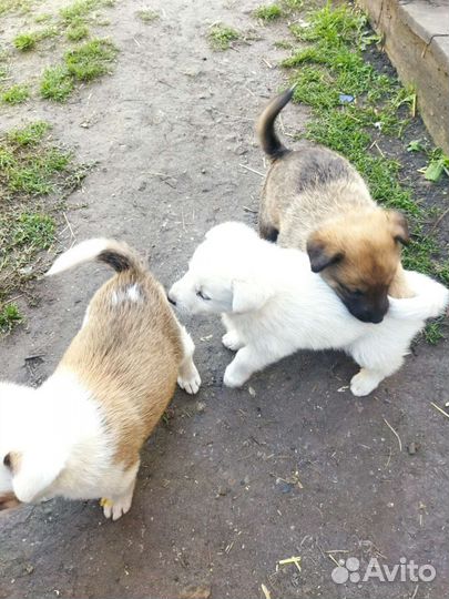 Щенки зсл