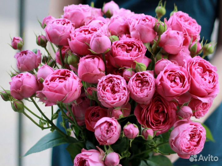 Букет из 33 пионовидных роз