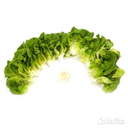 Семена Салата 