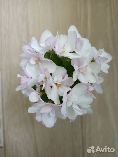 Мини фиалка ск - Яблоневый сад