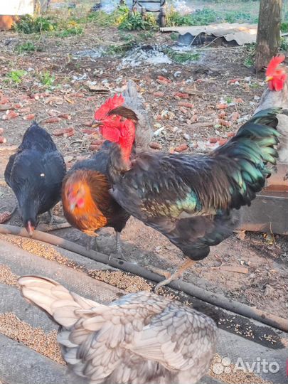 Молодые породистые петушки