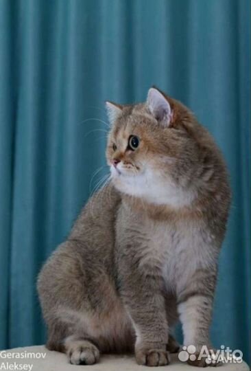 Британские котята