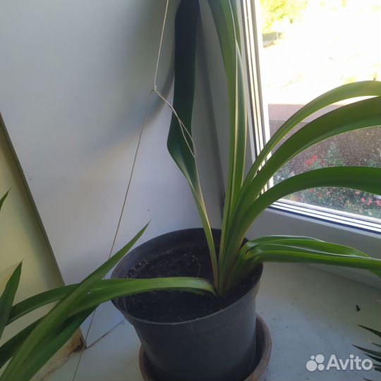 Аспарагус комнатное растение