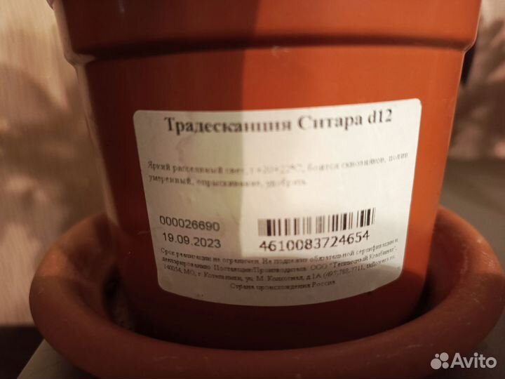 Традесканция