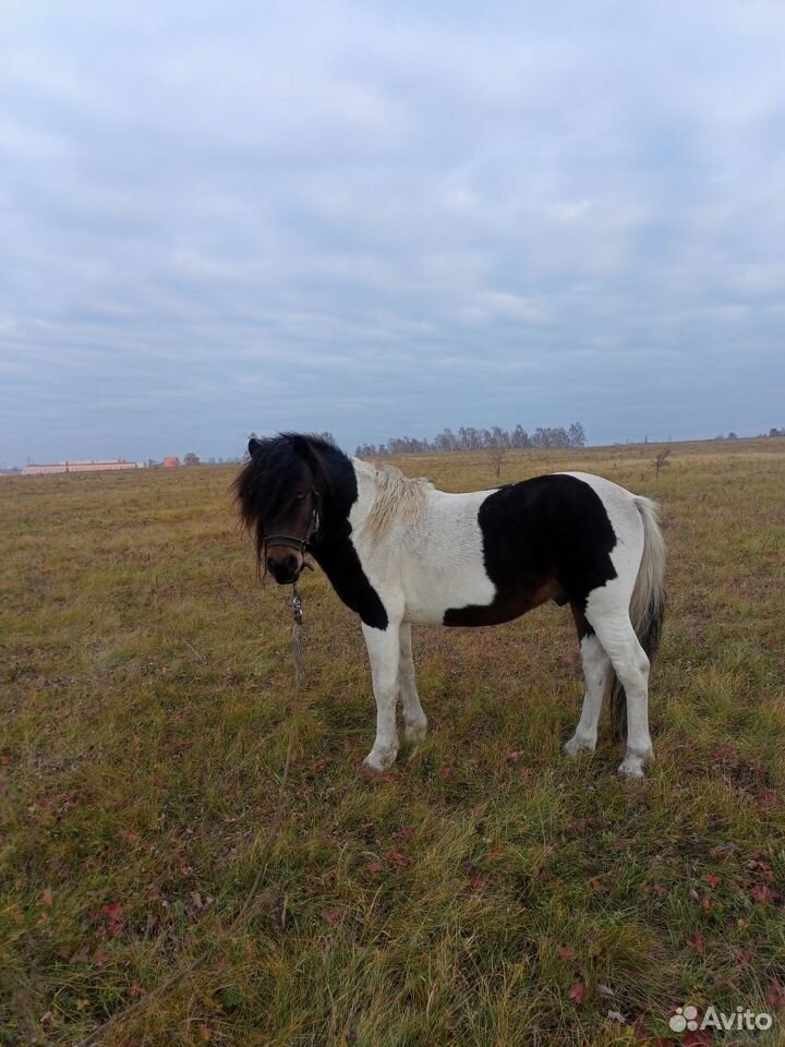 Пони шетленский