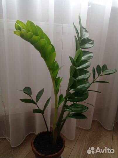 Замиокулькас