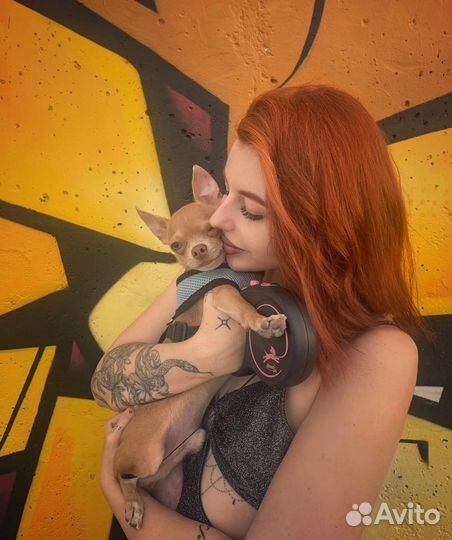 Передержка, зооняня, петситтер